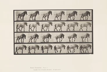 Trekken; Donkergrijs Belgisch Paard Hansel, 1885