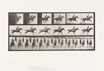 Plaat 633. Gallop; Zadel; Volbloed Bruin Paard Bouquet