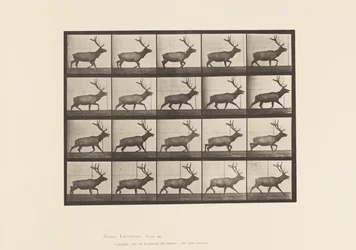 Plaat 692. Eland, Dravend