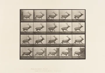 Plaat 693. Eland, galopperend