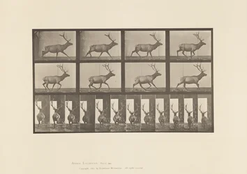 Plaat 694. Eland, Galopperen
