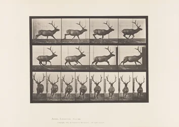 Plaat 695. Eland, Galopperen
