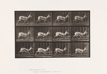 Plaat 697. Antilope; Dravend