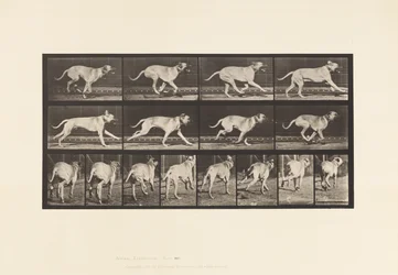 Plaat 707. Hond; Galopperen; Mastiff