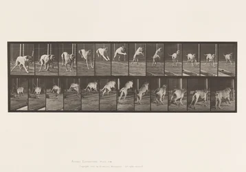 Plaat 712. Hond; Springen over hindernis; Mastiff, Dread