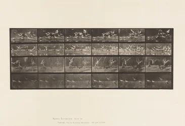 Plaat 777. Ooievaars; etc, A, B, C, D