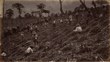 Het opzetten van een koffieplantage in Antigua de Guatemala,1875, gepubliceerd 1877 (foto)