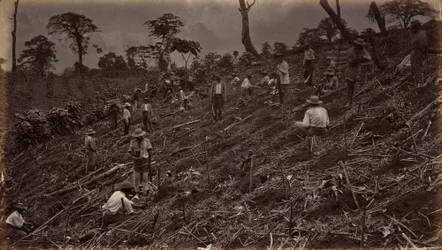 Aanleggen van een Koffieplantage in Antigua de Guatemala