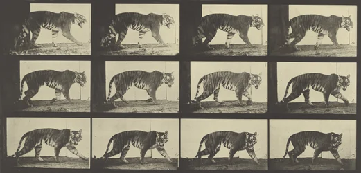 Tijger lopend, Plaat 729 uit Animal Locomotion, 1887