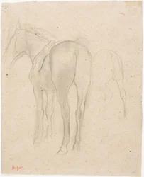 Studies van een Paard