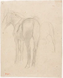 Studies van een paard
