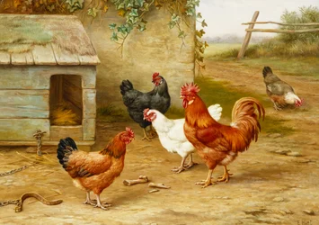 Pluimvee bij Kennel