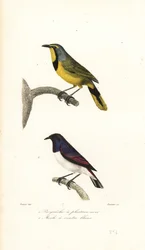 Bokmakierie en violetrugspreeuw