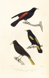 Cacique-soorten en kuiforopendola