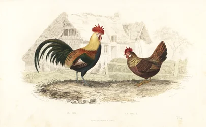 Haan en hen, Phasianus gallus