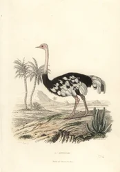 Struisvogel, Struthio camelus