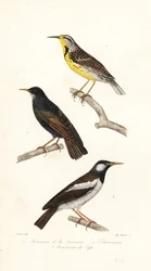 Oostelijke weidelijster, spreeuw en bonte myna