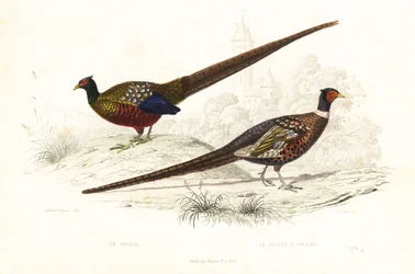 Groene fazant en gewone fazant