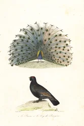 Indische pauw en westerse auerhoen