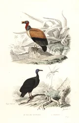 Koningsgier en kalkoengier