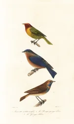 Nashville-zanger, oostelijke blauwborst en blauwkeel