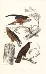 Rode wouw, wespendief en buizerd