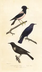 Beflijster, blauwe rotslijster en roze spreeuw