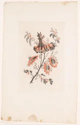 Parasolvormige bloemen