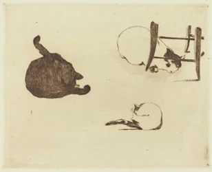 De Katten (Les chats)