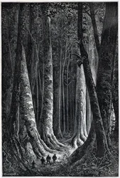 Bos van Frans-Guyana, tekening door Riou, 