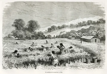 Coca bladeren plukken in de Ituata-vallei, illustratie van de reis in de Titicaca-regio en de valleien van Oost-Laag-Peru, in 1873 door Paul Marcoy. Gravure in Le tour du monde