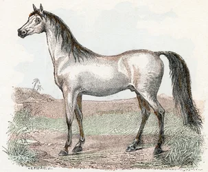 Paard - 