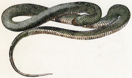 Naja (slang) - "Alphabet illustreert dieren" 19e eeuw (gravure)
