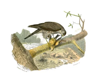 Natuurhistorische plaat: Zoologische plaat die nachtroofvogels voorstelt. De havik. Plaat getekend uit de negen delen over vogels in 