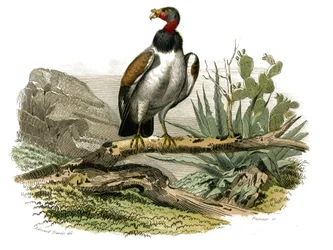 Natuurhistorisch bord: Zoologisch bord met nachtroofvogels. De kleine gier. Plaat uit de negen delen over vogels in 