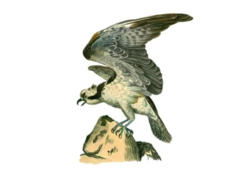 Natuurhistorisch bord: Zoologisch bord met roofvogels 