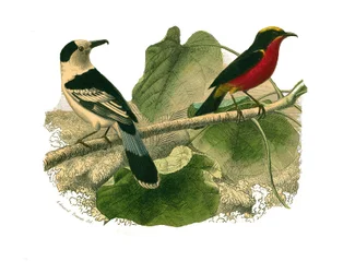 Natuurhistorische plaat: Zoölogische plaat die roofvogels in de nacht toont. De vanga en de gonolek. Plaat getekend uit de negen delen over vogels in 