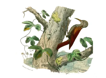 Natuurlijke geschiedenis bord: Zoologisch bord met klimmers. De Klimpiek. Plaat uit de negen delen over vogels in 