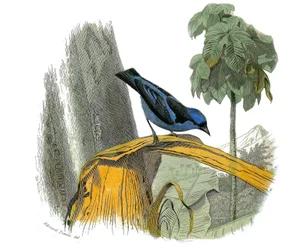 Natuurhistorische plaat: Zoologische plaat die dentirostrous zangvogels (met inkeping) voorstelt. De blauwe pitpit. Plaat getekend uit de negen delen over vogels in 
