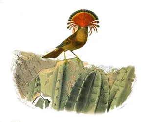 Natuurhistorische plaat: Zoologische plaat met dentirostrous zangvogels (met echancre). Koning van de vliegen. Plaat getekend uit de negen delen over vogels in “Werken compleet van Buffon” geschreven door natuuronderzoeker Georges Louis Leclerc, Graaf van 