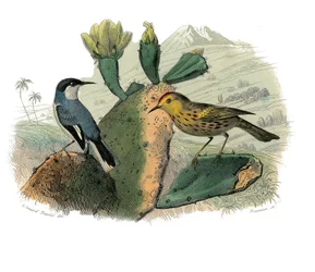 Natuurhistorische plaat: Zoologisch bord met dentirostrous zangvogels