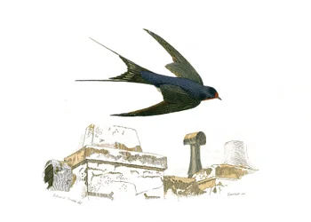 Natuurhistorische plaat: Zoologisch bord met de fissirostrous wandelpaden