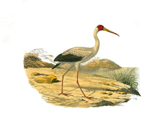 Natuurhistorische plaat: Zoologische plaat die langsnavelige jagers voorstelt (met lange en slanke snavels): de Witte Ibis. Plaat getekend uit de negen delen over vogels in 