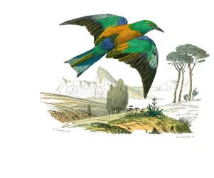 Natuurhistorische plaat: Zoologische plaat die kegelbekige zangvogels voorstelt. De Europese scharrelaar. Plaat getekend uit de negen delen over vogels in 