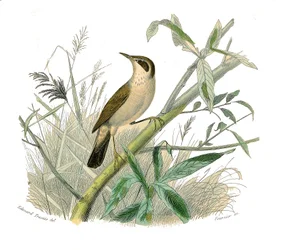 Natuurhistorische plaat: Zoölogische plaat die conirostrous zangvogels voorstelt (kegelvormige snavel). De roodkop. Plaat getekend uit de negen delen over vogels in 