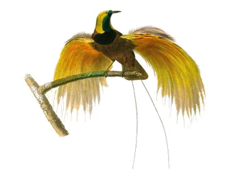 Natuurhistorisch bord: Zoologisch bord met conirostrous zangvogels
