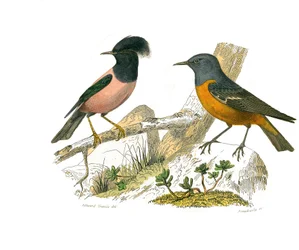 Natuurhistorisch bord: Zoologisch bord met conirostrale zangvogels