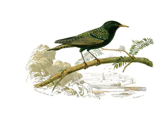 Natuurhistorische plaat: Zoologische plaat die hoendervogels voorstelt. De duif. Plaat getekend uit de negen delen over vogels in 