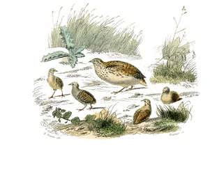 Natuurhistorische plaat: Zoologische plaat die hoenderachtigen voorstelt: kwartel. Plaat getekend uit de negen delen over vogels in 