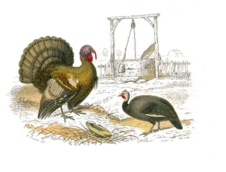 Natuurhistorische plaat: Zoölogische plaat die hoenderachtigen toont: haan kalkoen